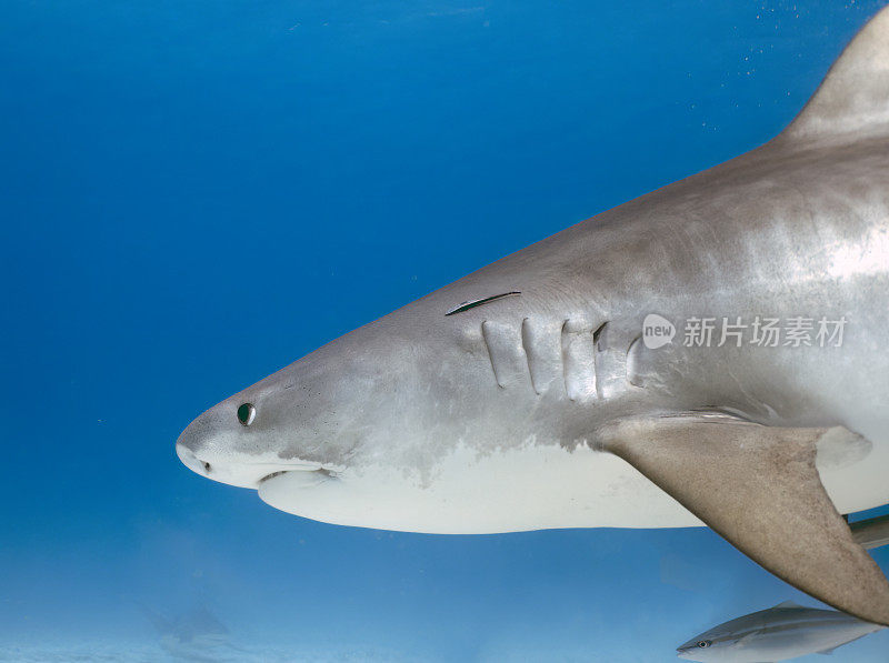 巴哈马比米尼的虎鲨(Galeocerdo cuvier)
